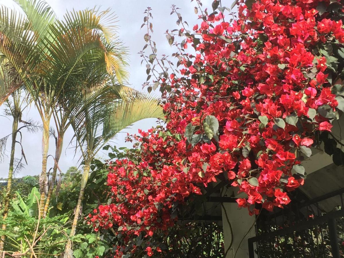Habitacion Las Bromelias, Pijao, Finca Flora Del Rio Εξωτερικό φωτογραφία